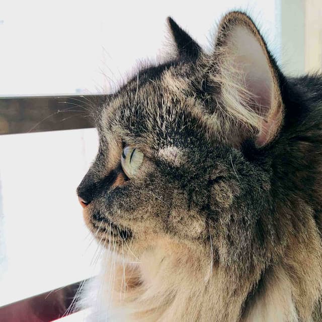 King Luo